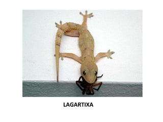 LAGARTIXA 
