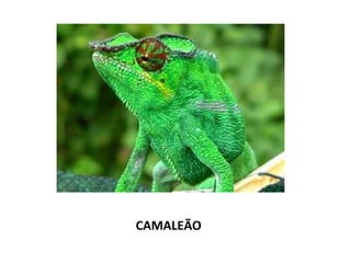 CAMALEÃO 