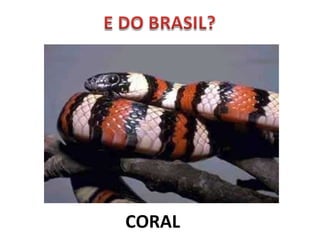 CORAL 