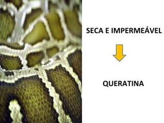 SECA E IMPERMEÁVEL QUERATINA 