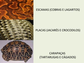 ESCAMAS (COBRAS E LAGARTOS) PLACAS (JACARÉS E CROCODILOS) CARAPAÇAS  (TARTARUGAS E CÁGADOS) 