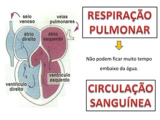 Não podem ficar muito tempo embaixo da água. 