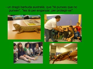 - un dragó barbuda australià, que "té punxes que no 
punxen", "les té per enganyar, per protegir-se"; 
 