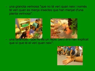 - una granota verinosa "que no té verí quan neix i només 
té verí quan es menja insectes que han menjat d'una 
planta verinosa"; 
- una taràntula, "que no és un rèptil, però ens han explicat 
que sí que té el verí quan neix"; 
 