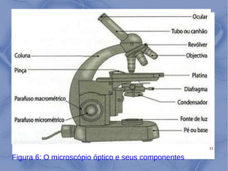 11
Figura 6: O microscópio óptico e seus componentes
 