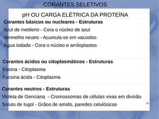 18
Corantes básicos ou nucleares - Estruturas
Azul de metileno - Cora o núcleo de azul
Vermelho neutro - Acumula-se em vacúolos
Água iodada - Cora o núcleo e amiloplastos
Corantes ácidos ou citoplasmáticos - Estruturas
Eosina - Citoplasma
Fucsina ácida - Citoplasma
CORANTES SELETIVOS
pH OU CARGA ELÉTRICA DA PROTEÍNA
Corantes neutros - Estruturas
Violeta de Genciana - Cromossomas de células vivas em divisão
Soluto de lugol - Grãos de amido, paredes celulósicas
 