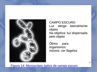 27
CAMPO ESCURO
Luz atinge lateralmente
objeto
Na objetiva: luz dispersada
pelo objeto
Ótimo para
organismos
móveis: ver flagelos
Figura 14: Microscópio óptico de campo escuro
 