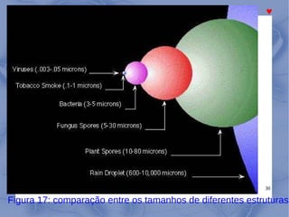 30
Figura 17: comparação entre os tamanhos de diferentes estruturas
♥
 