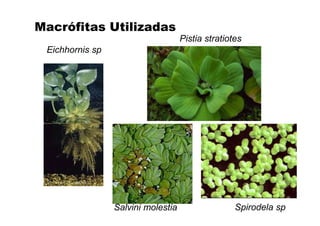 Macrófitas Utilizadas
Eichhornis sp
Pistia stratiotes
Salvini molestia Spirodela sp
 