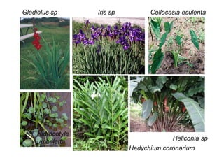 Gladiolus sp Iris sp
Hidrocotyle
umbelatta
Collocasia eculenta
Hedychium coronarium
Heliconia sp
 