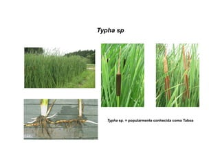 Typha sp
Typha sp. = popularmente conhecida como Taboa
 