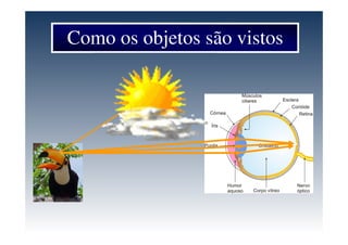 Como os objetos são vistos
 
