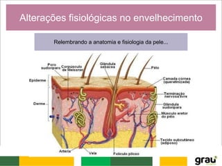 Alterações fisiológicas no envelhecimento
Relembrando a anatomia e fisiologia da pele...
 
