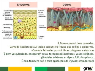 EPIDERME DERME
A Derme possui duas camadas:
-Camada Papilar: possui tecido conjuntivo frouxo que se liga a epiderme.
-Camada Reticular: possui fibras colágenas e elásticas
É bem vascularizada, encontram-se as terminações nervosas, vasos linfáticos,
glândulas sebáceas e alguns folículos pilosos.
É nela também que é feita aplicações de injeções intradérmica
 