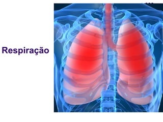 Respiração 
 