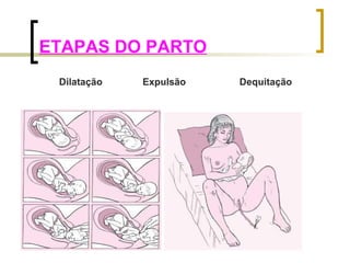 ETAPAS DO PARTO 
Dilatação Expulsão Dequitação 
 