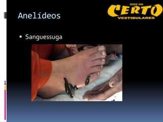 Anelídeos

 Sanguessuga
 