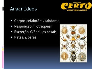 Aracnídeos

 Corpo: cefalotórax+abdome
 Respiração: filotraqueal
 Excreção: Glândulas coxais
 Patas: 4 pares
 