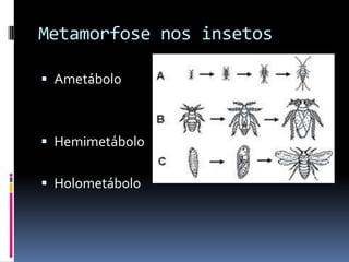 Metamorfose nos insetos

 Ametábolo



 Hemimetábolo


 Holometábolo
 