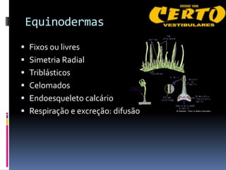 Equinodermas
 Fixos ou livres
 Simetria Radial
 Triblásticos
 Celomados
 Endoesqueleto calcário
 Respiração e excreção: difusão
 