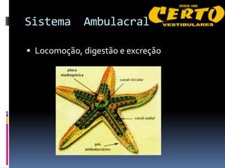 Sistema      Ambulacral

 Locomoção, digestão e excreção
 