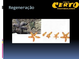 Regeneração
 
