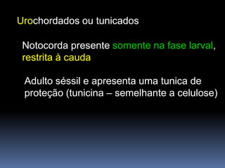 Urochordados ou tunicados

 Notocorda presente somente na fase larval,
 restrita à cauda

 Adulto séssil e apresenta uma tunica de
 proteção (tunicina – semelhante a celulose)
 