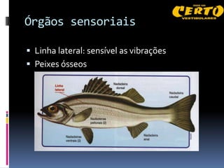 Órgãos sensoriais

 Linha lateral: sensível as vibrações
 Peixes ósseos
 