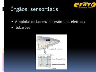 Órgãos sensoriais

 Amplolas de Lorenzini : estímulos elétricos
 tubarões
 