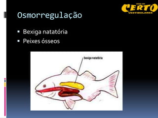 Osmorregulação
 Bexiga natatória
 Peixes ósseos
 
