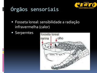 Órgãos sensoriais

 Fosseta loreal: sensibilidade a radiação
  infravermelha (calor)
 Serperntes
 