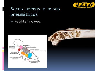 Sacos aéreos e ossos
pneumáticos
 Facilitam o voo.
 