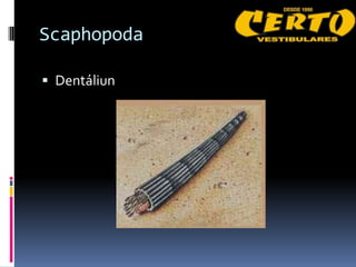 Scaphopoda

 Dentáliun
 