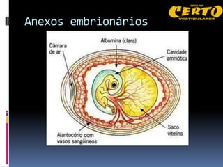 Anexos embrionários
 
