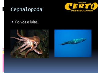 Cephalopoda

 Polvos e lulas
 