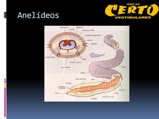 Anelídeos
 