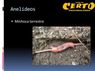 Anelídeos

 Minhoca terrestre
 