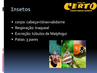 Insetos

 corpo: cabeça+tórax+abdome
 Respiração: traqueal
 Excreção: túbulos de Malphigui
 Patas: 3 pares
 