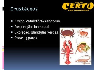 Crustáceos

 Corpo: cefalotórax+abdome
 Respiração: branquial
 Excreção: glândulas verdes
 Patas: 5 pares
 