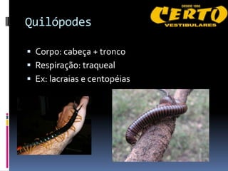Quilópodes

 Corpo: cabeça + tronco
 Respiração: traqueal
 Ex: lacraias e centopéias
 