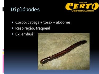 Diplópodes

 Corpo: cabeça + tórax + abdome
 Respiração: traqueal
 Ex: embuá
 