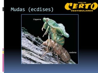 Mudas (ecdises)
 