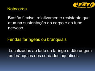 Notocorda

Bastão flexível relativamente resistente que
atua na sustentação do corpo e do tubo
nervoso.

Fendas faríngeas ou branquiais

Localizadas ao lado da faringe e dão origem
às brânquias nos cordados aquáticos
 