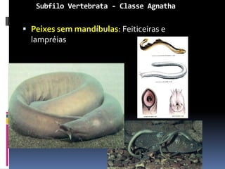 Subfilo Vertebrata - Classe Agnatha

 Peixes sem mandíbulas: Feiticeiras e
  lampréias
 