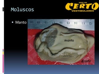 Moluscos

 Manto
 