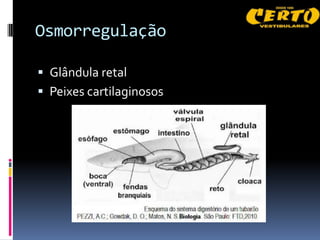 Osmorregulação

 Glândula retal
 Peixes cartilaginosos
 