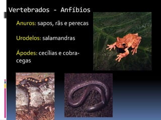Vertebrados - Anfíbios
  Anuros: sapos, rãs e perecas

  Urodelos: salamandras

  Ápodes: cecílias e cobra-
  cegas
 