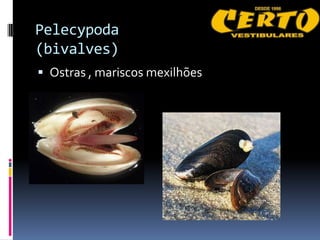 Pelecypoda
(bivalves)
 Ostras , mariscos mexilhões
 