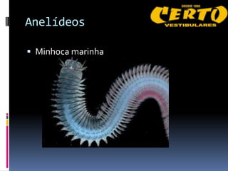 Anelídeos

 Minhoca marinha
 