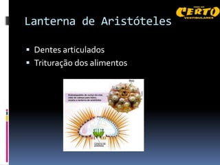 Lanterna de Aristóteles

 Dentes articulados
 Trituração dos alimentos
 